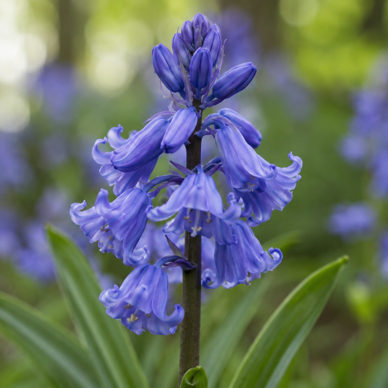 Hyacinthoides hispanica Blue