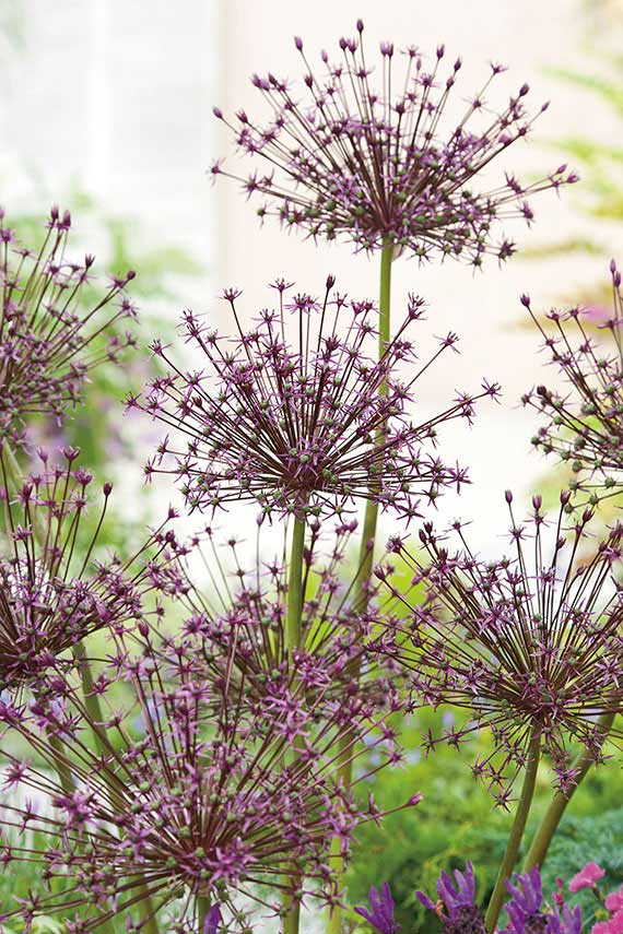 245385_14278191_FM Nahaufnahme von Zierlauch (Allium) mit lilafarbenen sternförmigen Einzelblüten in kugelförmigen Dolden