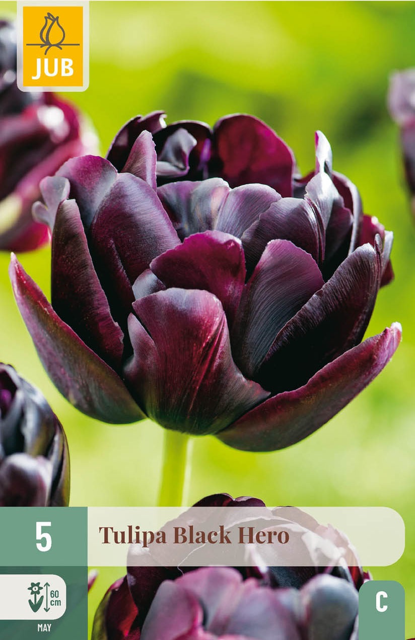 Gefüllte späte Tulpen Black Hero