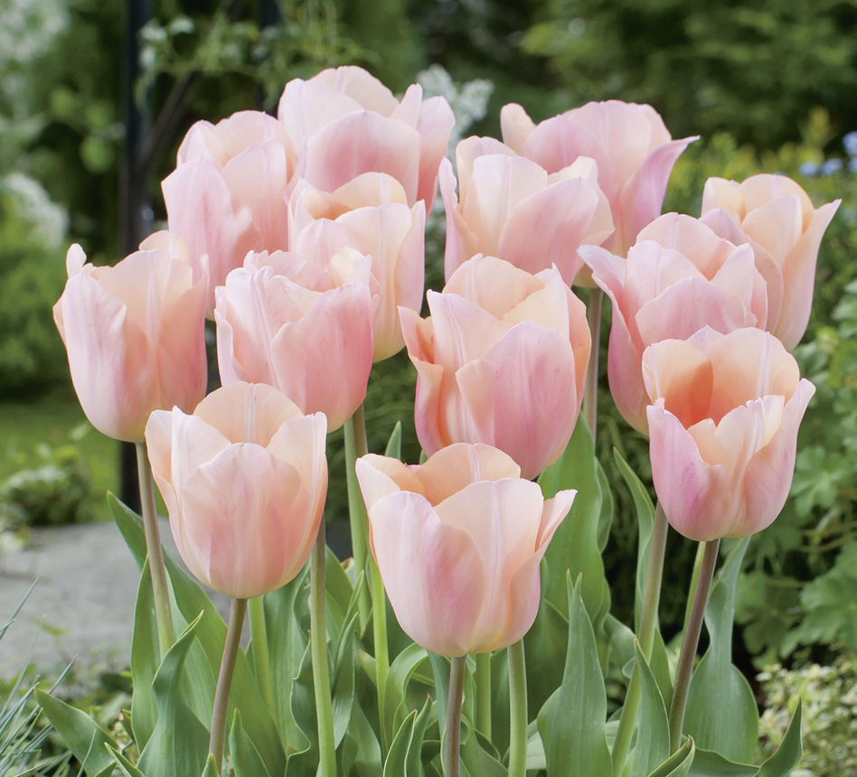 220071_Einf. frühe Tulpen Apricot Beauty Nahaufnahme mehrerer pfirsichfarbener Tulpen in voller Blüte im Garten mit grünem Laub