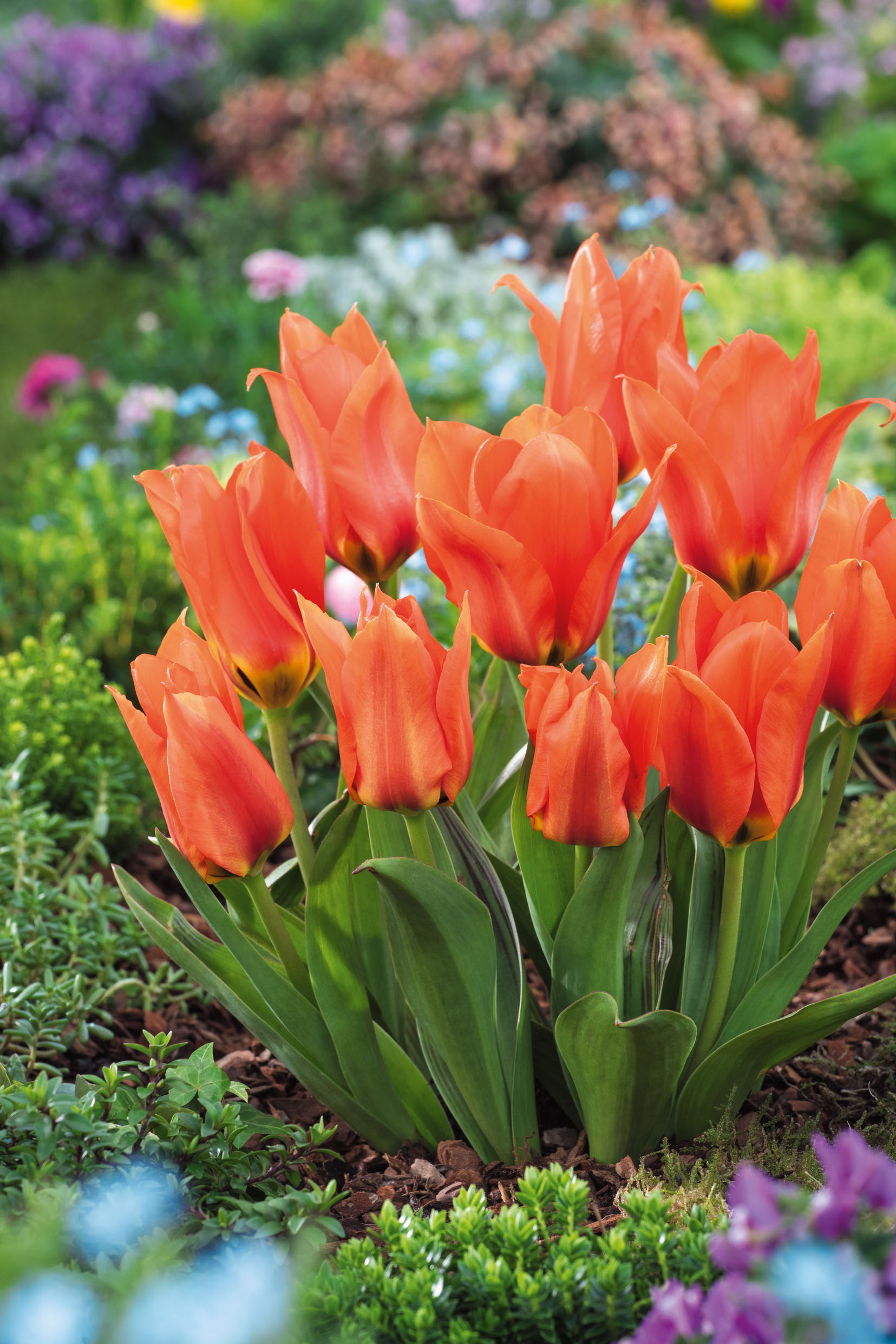 233712_Kaufmanniana-Tulpen Princess Household_RGB Nahaufnahme mehrerer orangeroter Tulpen mit glatten grünen Blättern in einem blühenden Frühlingsgarten, umgeben von Bodendeckern und unscharfen bunten Blüten im Hintergrund.