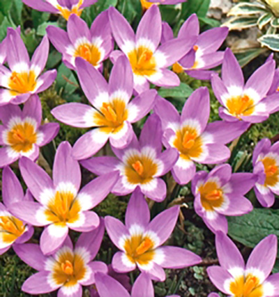 Crocus sieberi ssp. sublimis Tricolor