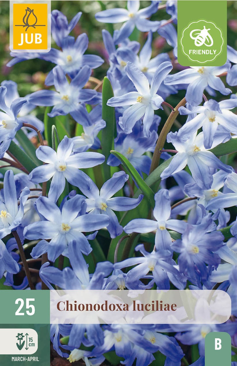 Chionodoxa luciliae