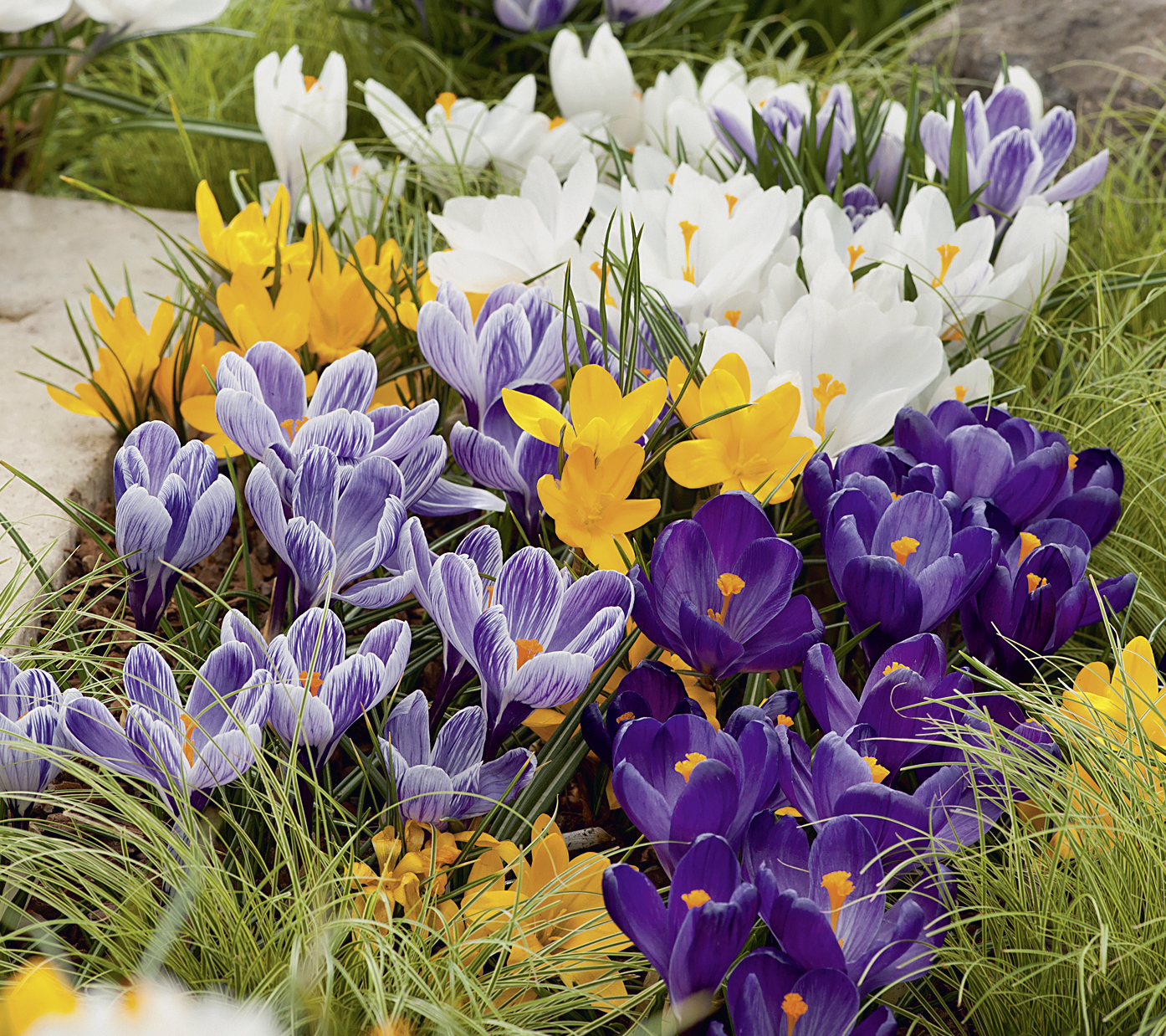 257751_Krokus Mschung_FM Nahaufnahme einer bunten Krokuswiese mit weißen, gelben und violetten Blüten zwischen Gras, ideal für Frühlingsbeete und Balkonkästen.