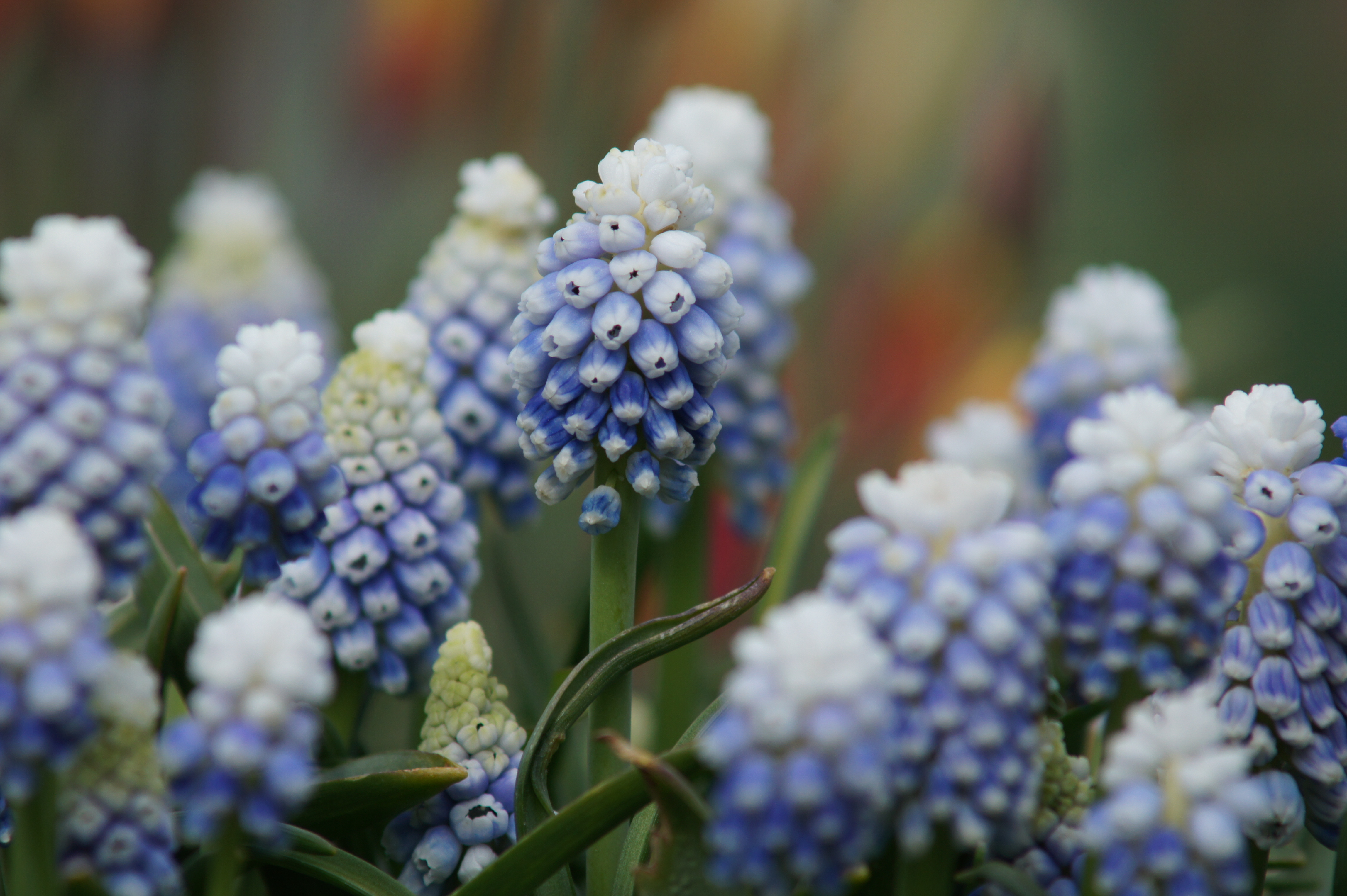 Muscari aucheri Mountain Lady