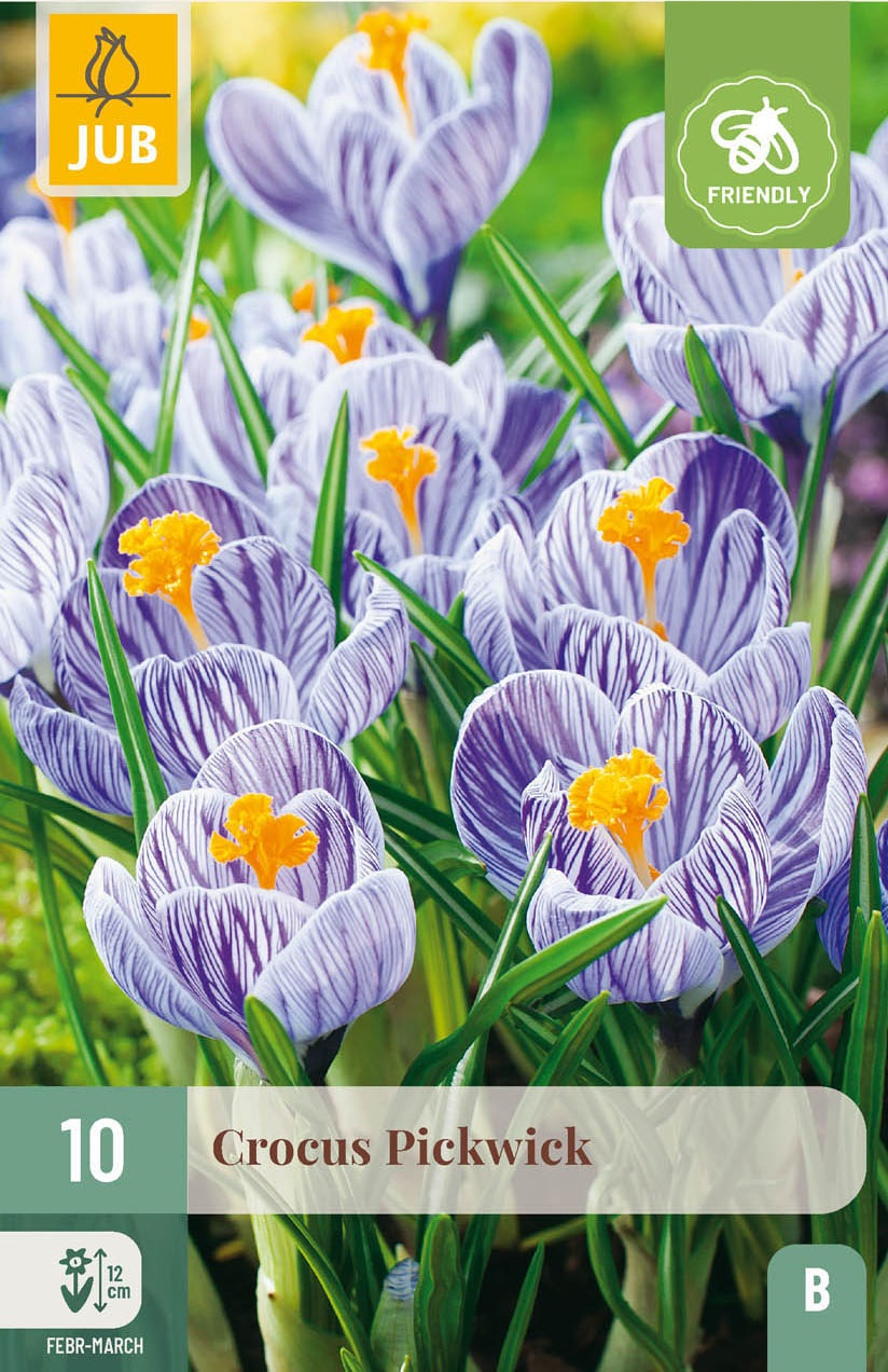 Krokusse Pickwick