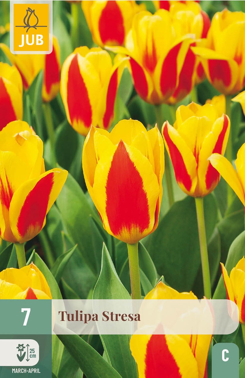 Kaufmanniana-Tulpen Stresa