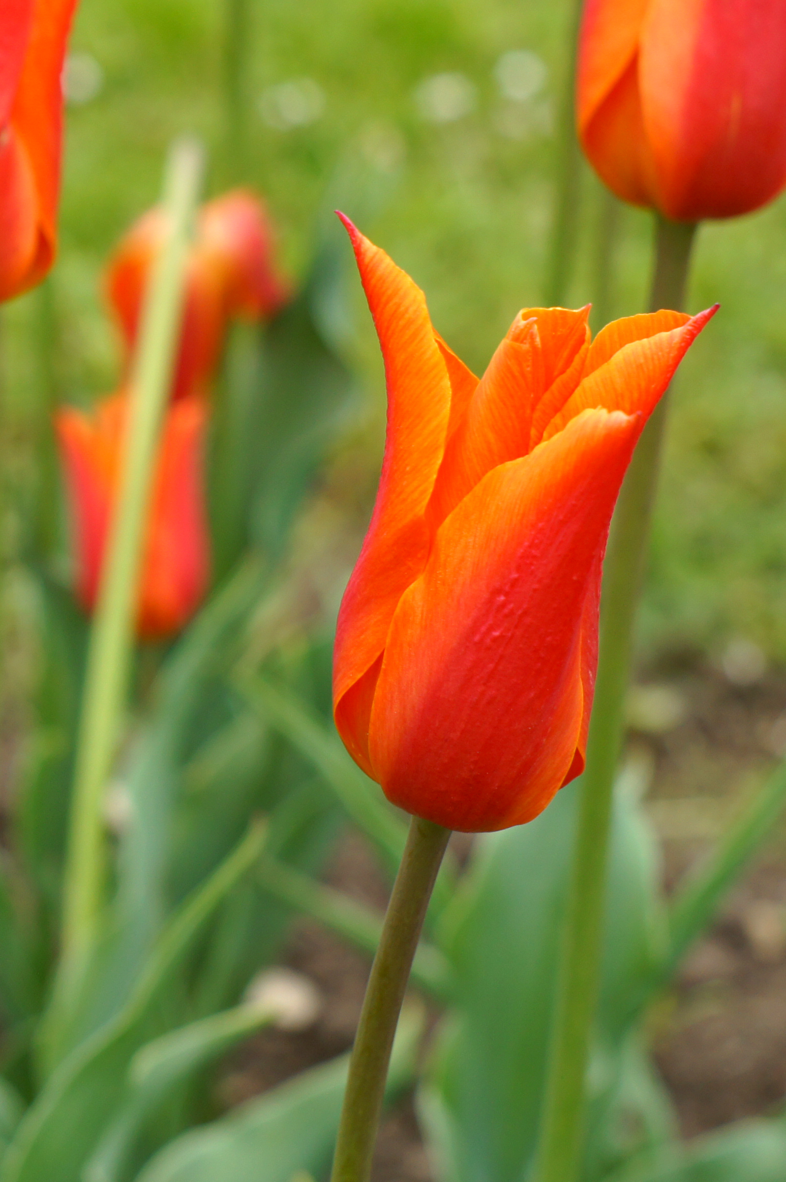227551_Lilienblütige Tulpen Synaeda Orang Nahaufnahme einer rot-orangefarbenen Tulpenblüte im Beet, Vordergrund scharf, Hintergrund unscharf mit weiteren Tulpen und grünen Blättern