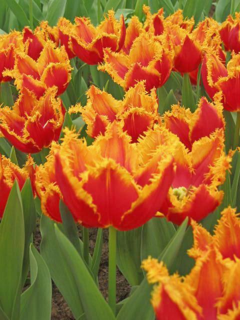 226552_Crispa-Tulpen Fabio_1 Nahaufnahme mehrerer fransiger Tulpen in leuchtendem Rot-Orange mit gelben, gezackten Rändern in einem Beet