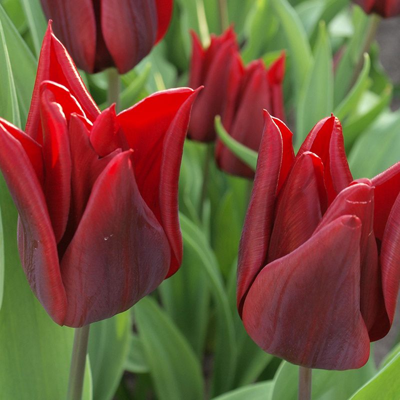 223421_Triumph-Tulpen Lasting Love Nahaufnahme von dunkelroten spitzblütigen Tulpen mit grünen Blättern im Hintergrund; detaillierte Textur der Blütenblätter sichtbar