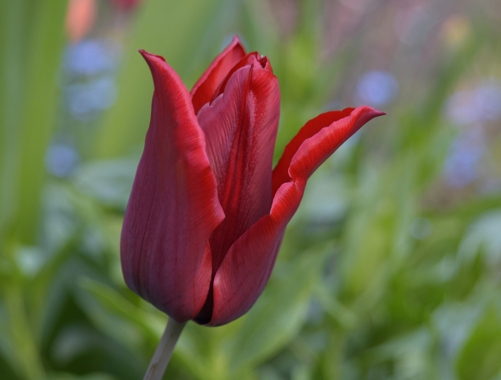 223421_Triumph-Tulpen Lasting Love_1 Nahaufnahme einer roten Tulpe vor unscharfem, grünem Gartenhintergrund.