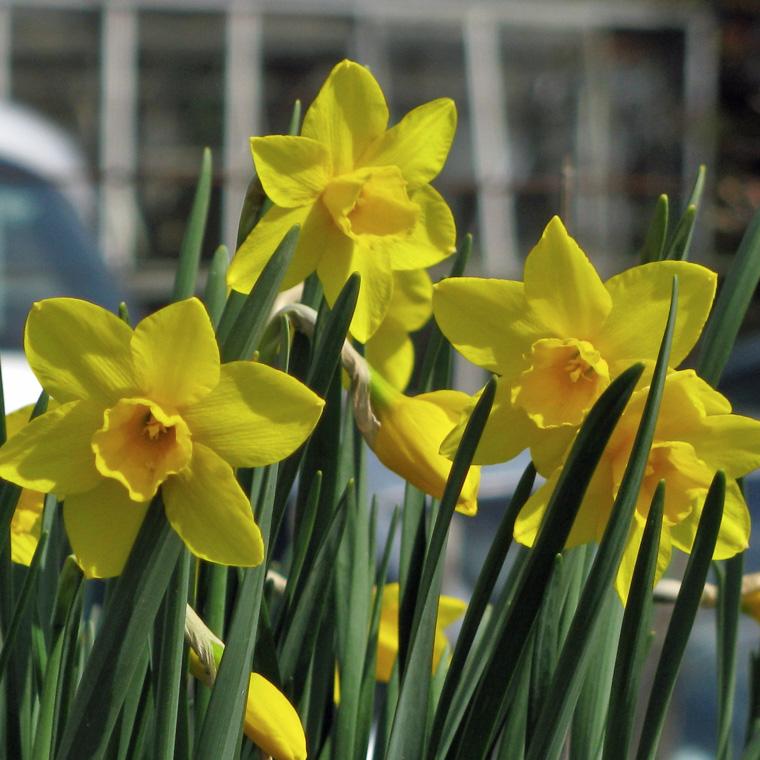 Nahaufnahme gelber Narzissen (Osterglocken) mit trompetenförmigen Blüten und langen grünen Blättern; mehrere Blumen in sonniger Außenaufnahme