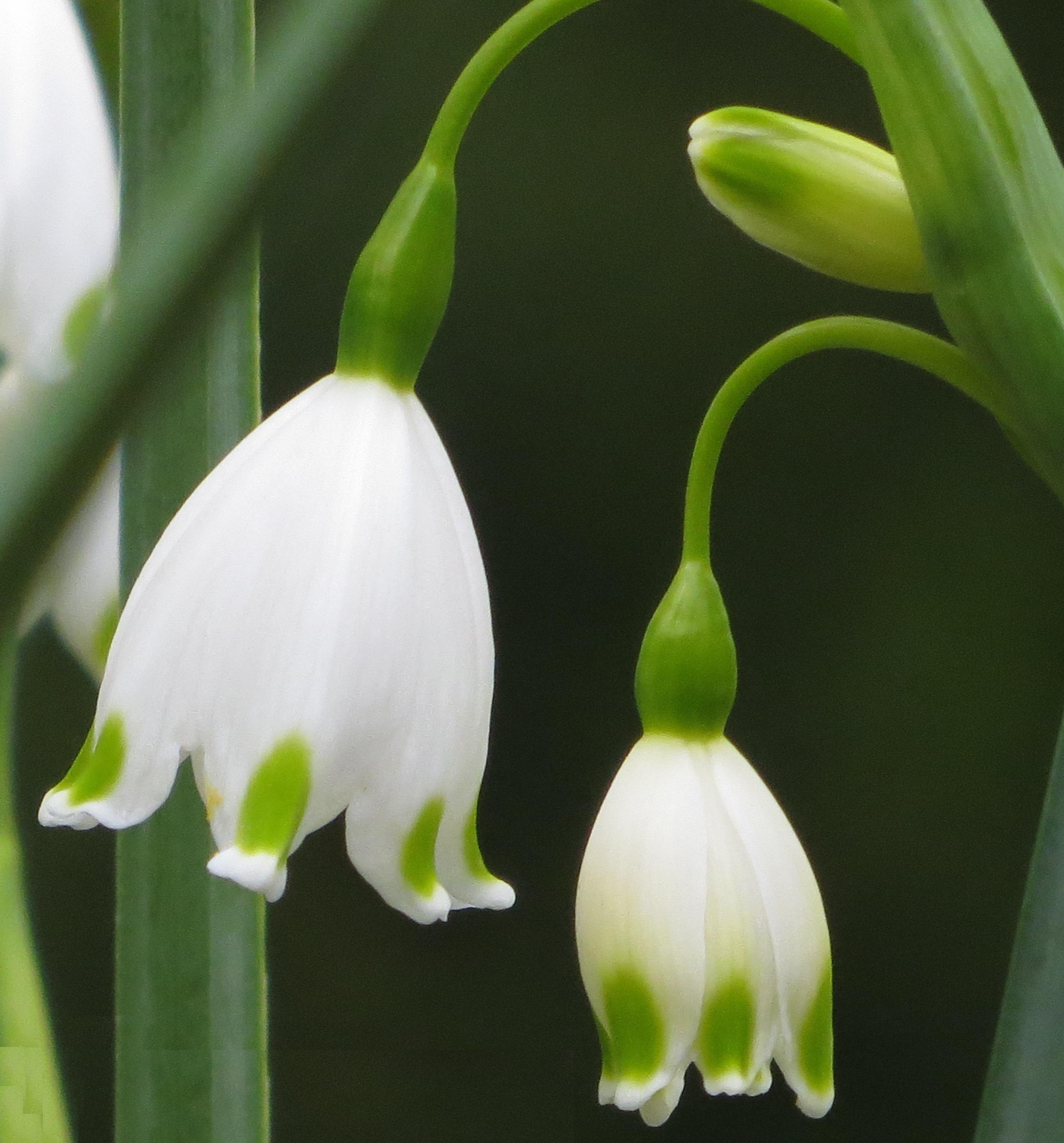 265268_Leucojum aestivum Nahaufnahme zweier weißer Leucojum-Knotenblüten mit grünen Tupfen an dünnen Stängeln vor unscharfem dunklem Hintergrund