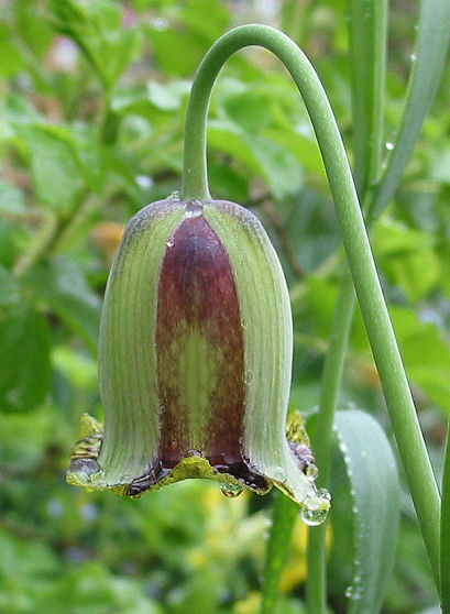 265207_Fritillaria acmopetala Nahaufnahme einer hängenden glockenförmigen Blüte mit grünen und rotbraunen Streifen und Wassertropfen an den Blütenrändern, unscharfer grüner Hintergrund
