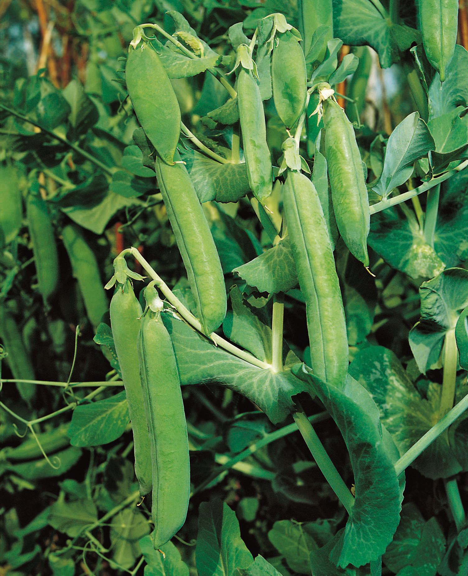 Markerbsen Markana