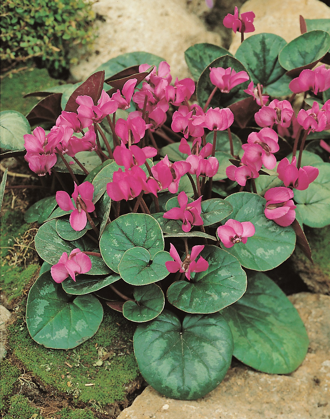 265641_13007369_ FM Nahaufnahme rosa Alpenveilchen (Cyclamen) mit herzförmigen, marmorierten grünen Blättern auf steinigem Boden