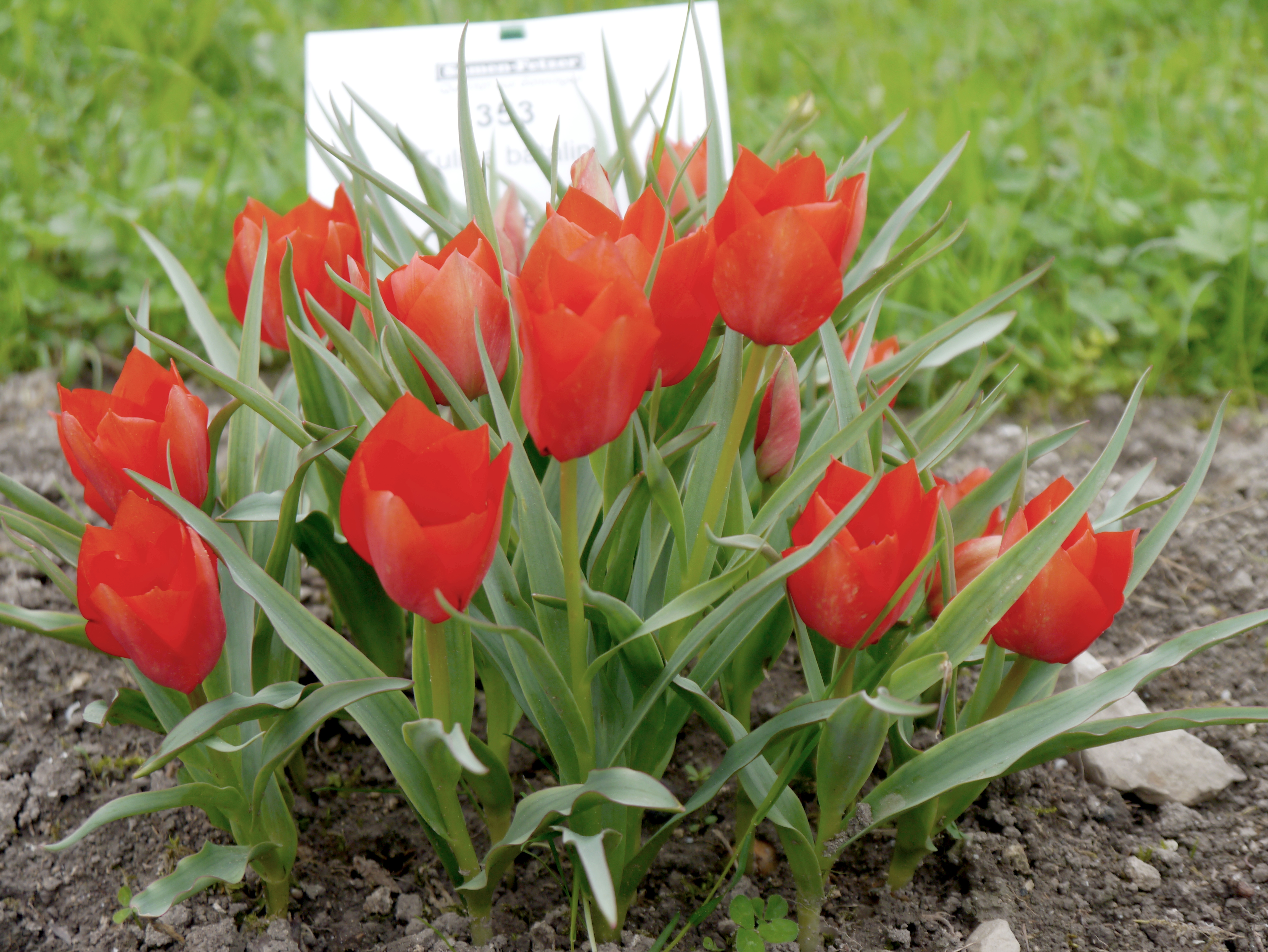 Tulipa batalini Red Jewel /Red Gem