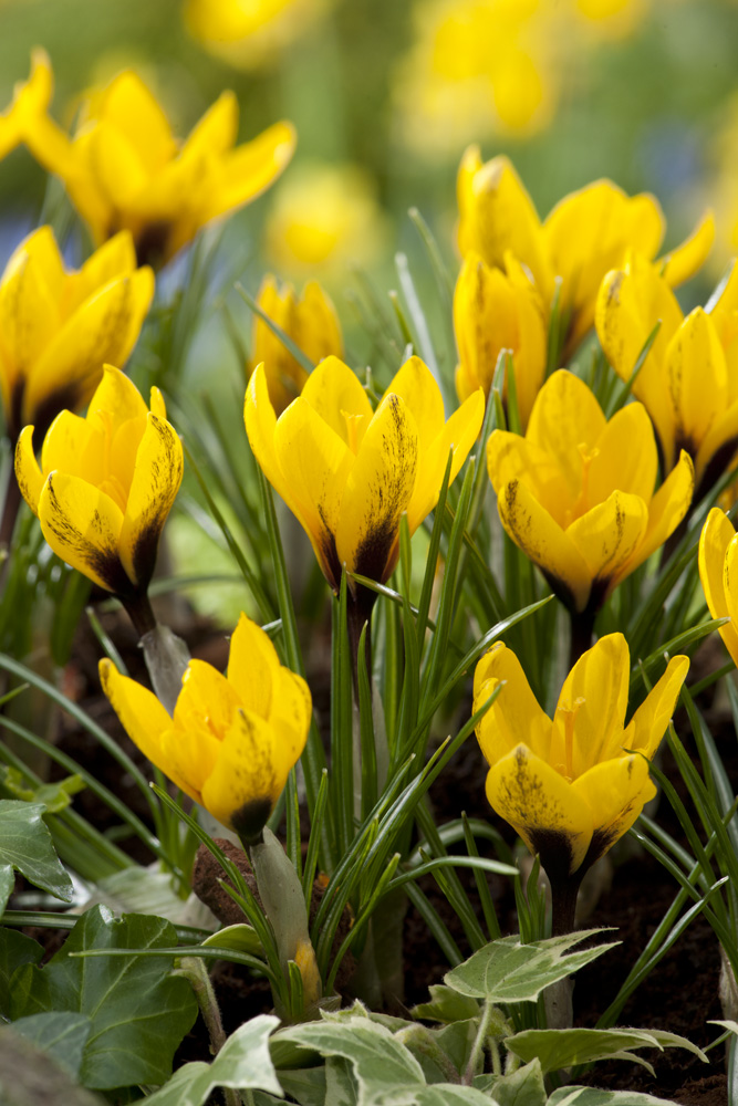 Crocus korolkowii