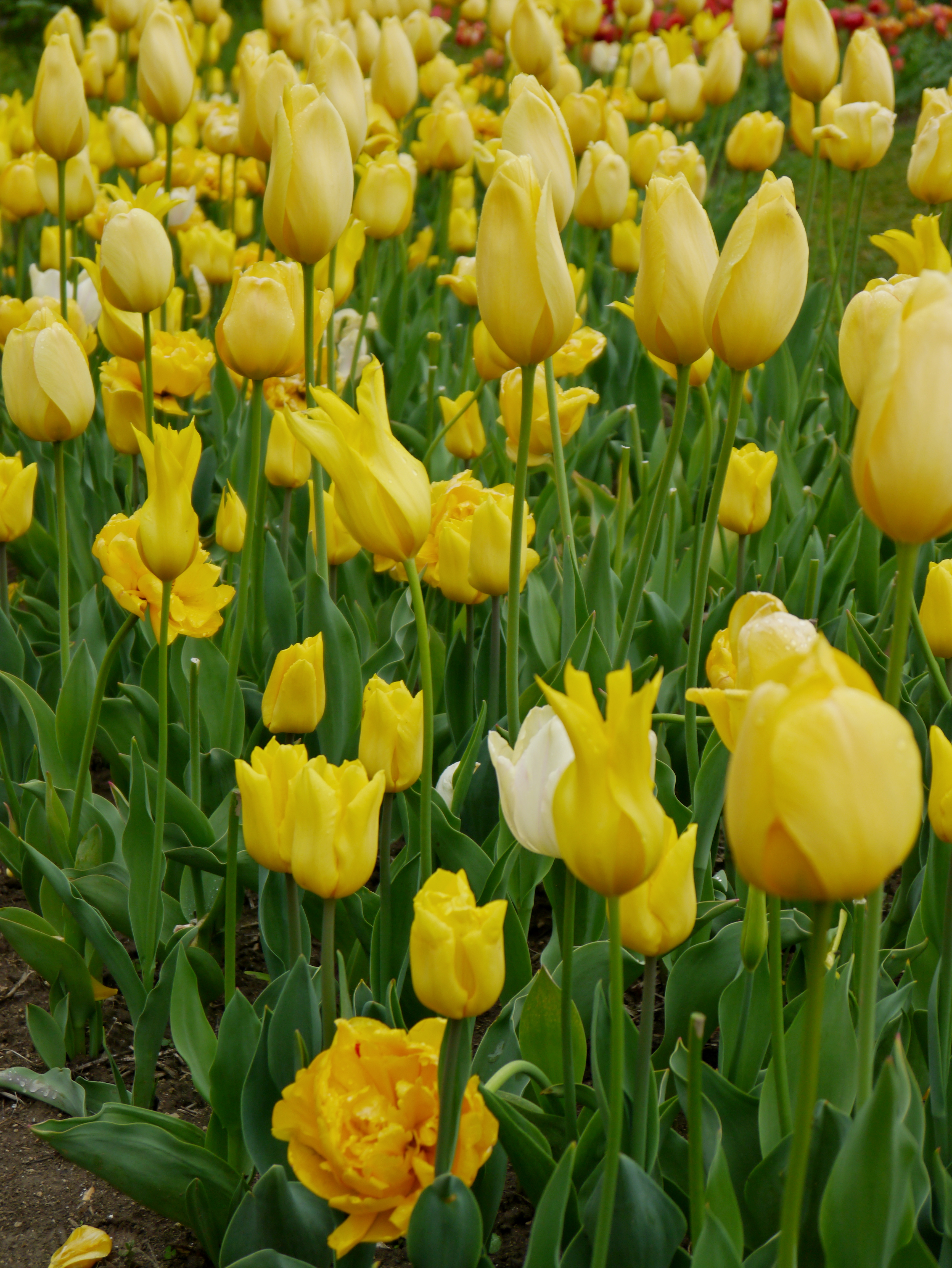 22013_Töne in Gelb_3 Nahaufnahme eines Blumenbeets mit vielen gelben Tulpen und grünen Blättern