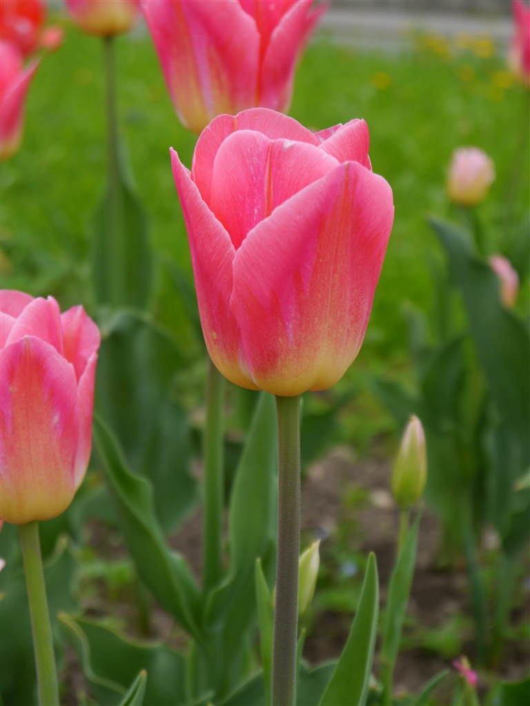 Nahaufnahme einer rosa Tulpe mit gelblich-grüner Basis, aufrechtem Stängel und unscharfem grünen Gartenhintergrund