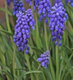 Muscari-botryoides Nahaufnahme violetter Traubenhyazinthen (Muscari) mit dichten Blütentrauben und schmalen grünen Blättern