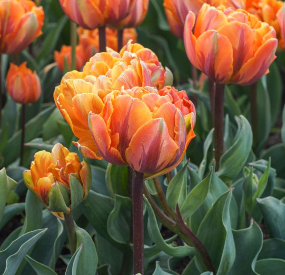 Nahaufnahme von orange gefüllten Tulpen im Blumenbeet mit grünen Blättern