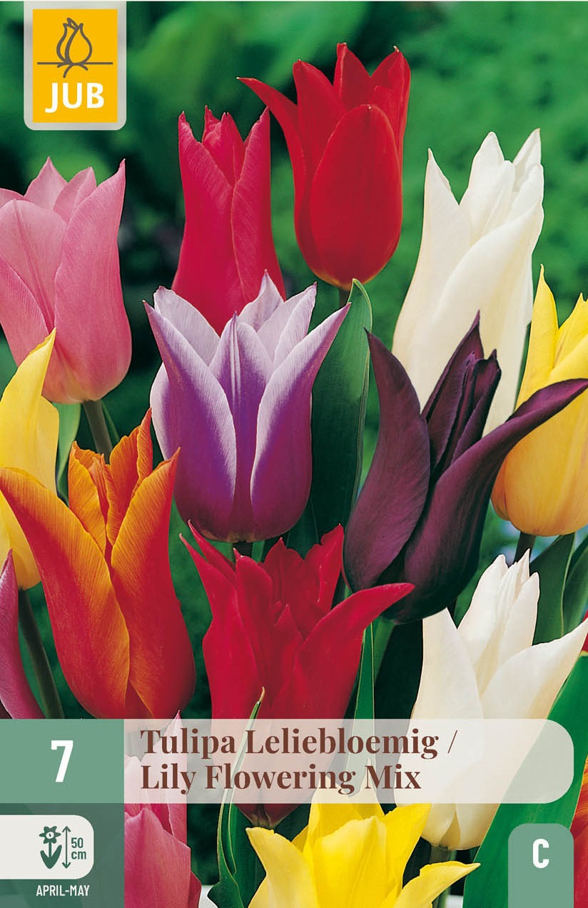 Lilienblütige Tulpen Mischung