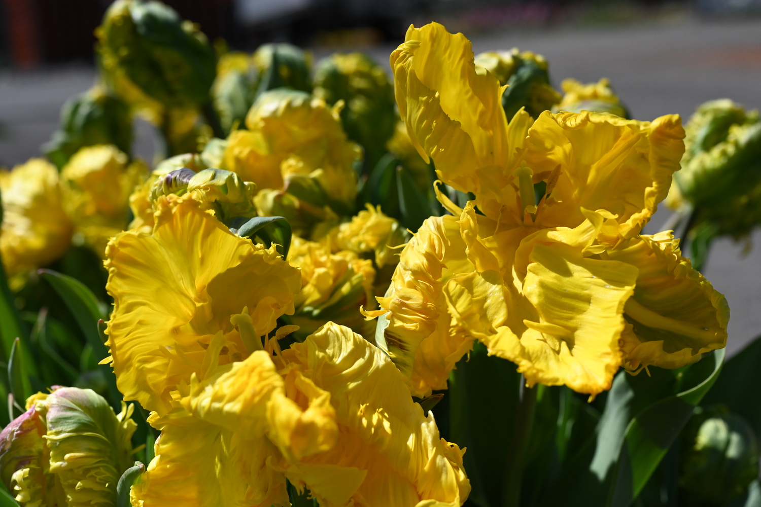 Nahaufnahme gelber Papageien-Tulpen mit gefransten Blütenblättern und Knospen, sonnige Gartenaufnahme