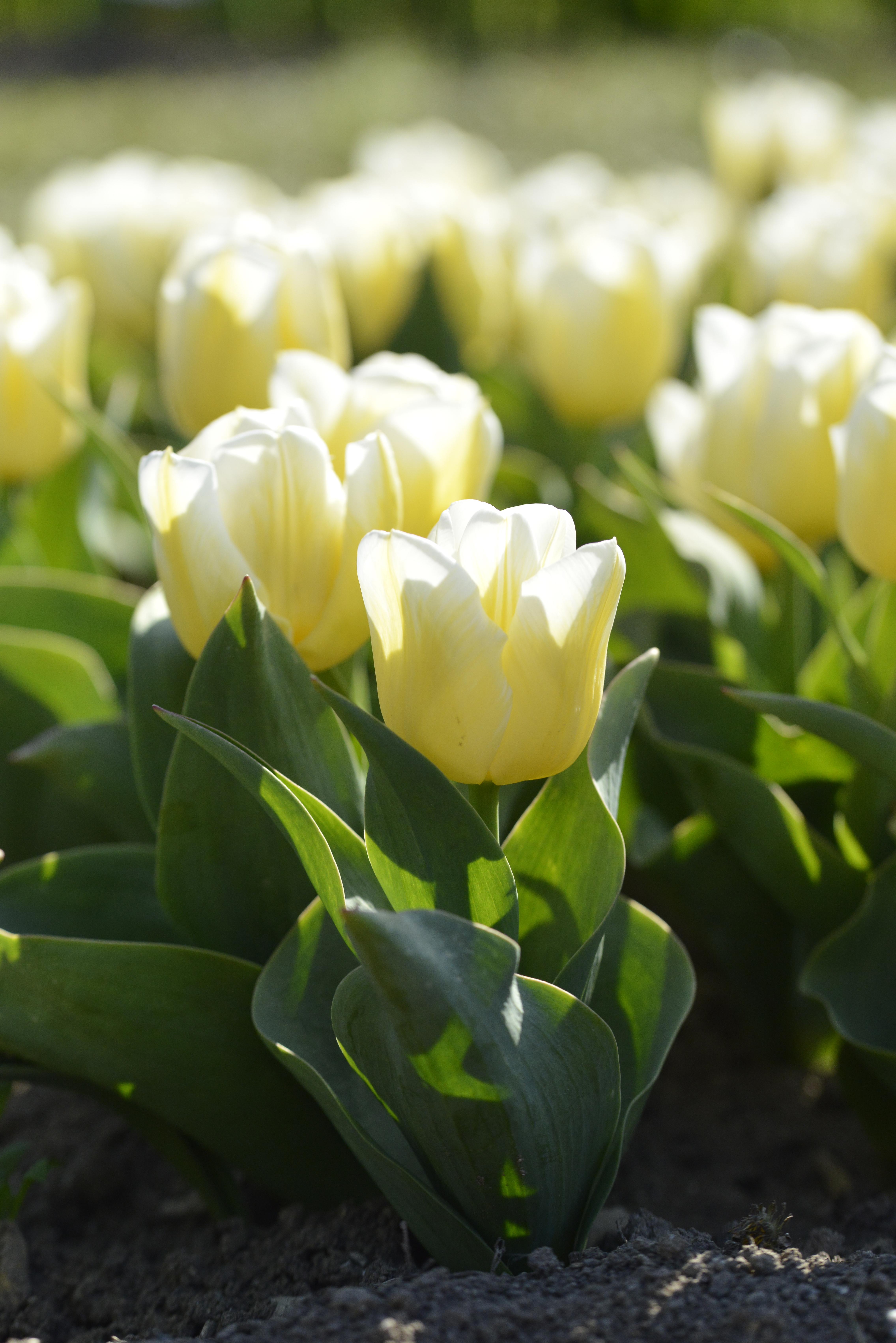 223792_Triumph-Tulpen Flames Calgary_1