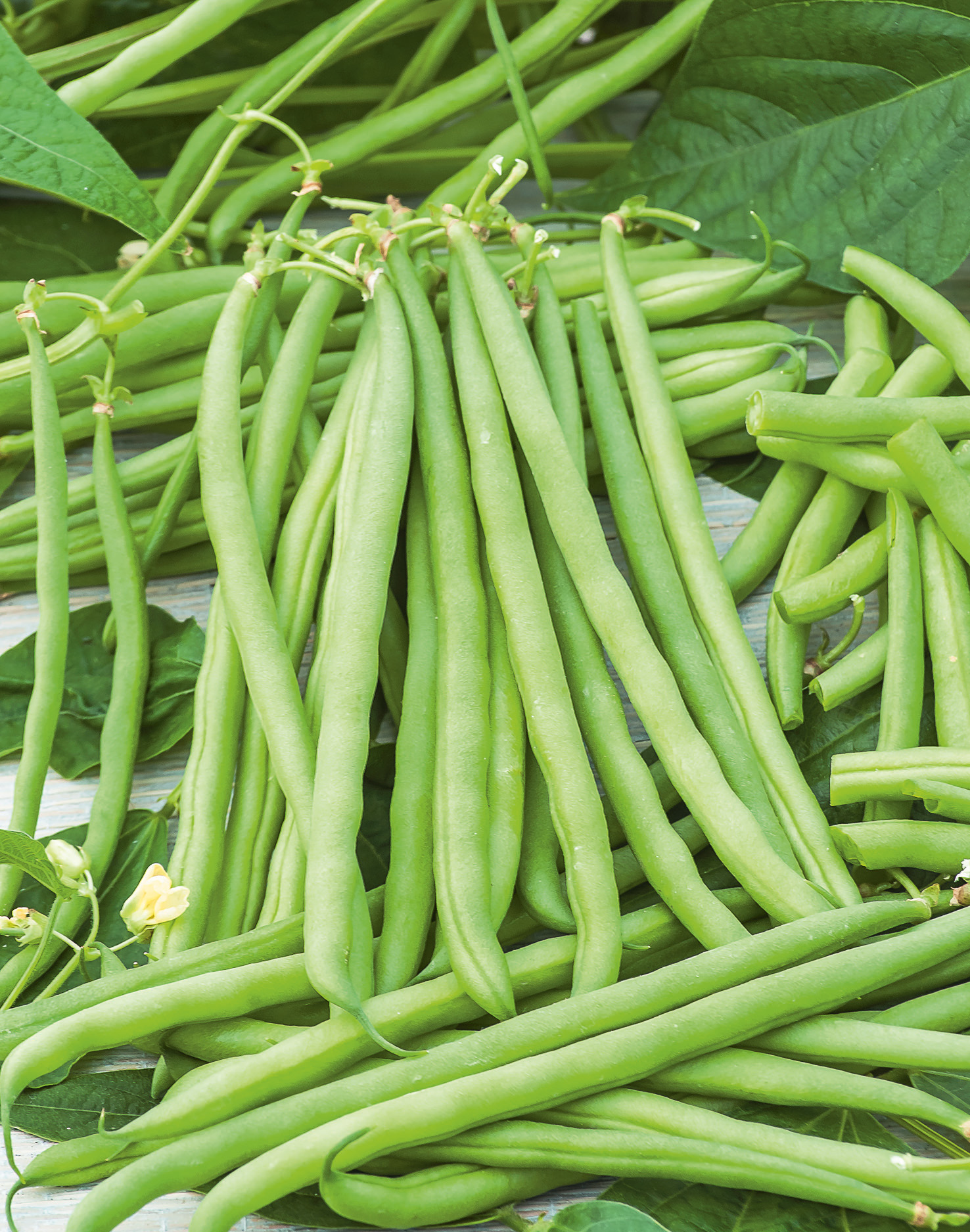 Stangenbohnen Matilda