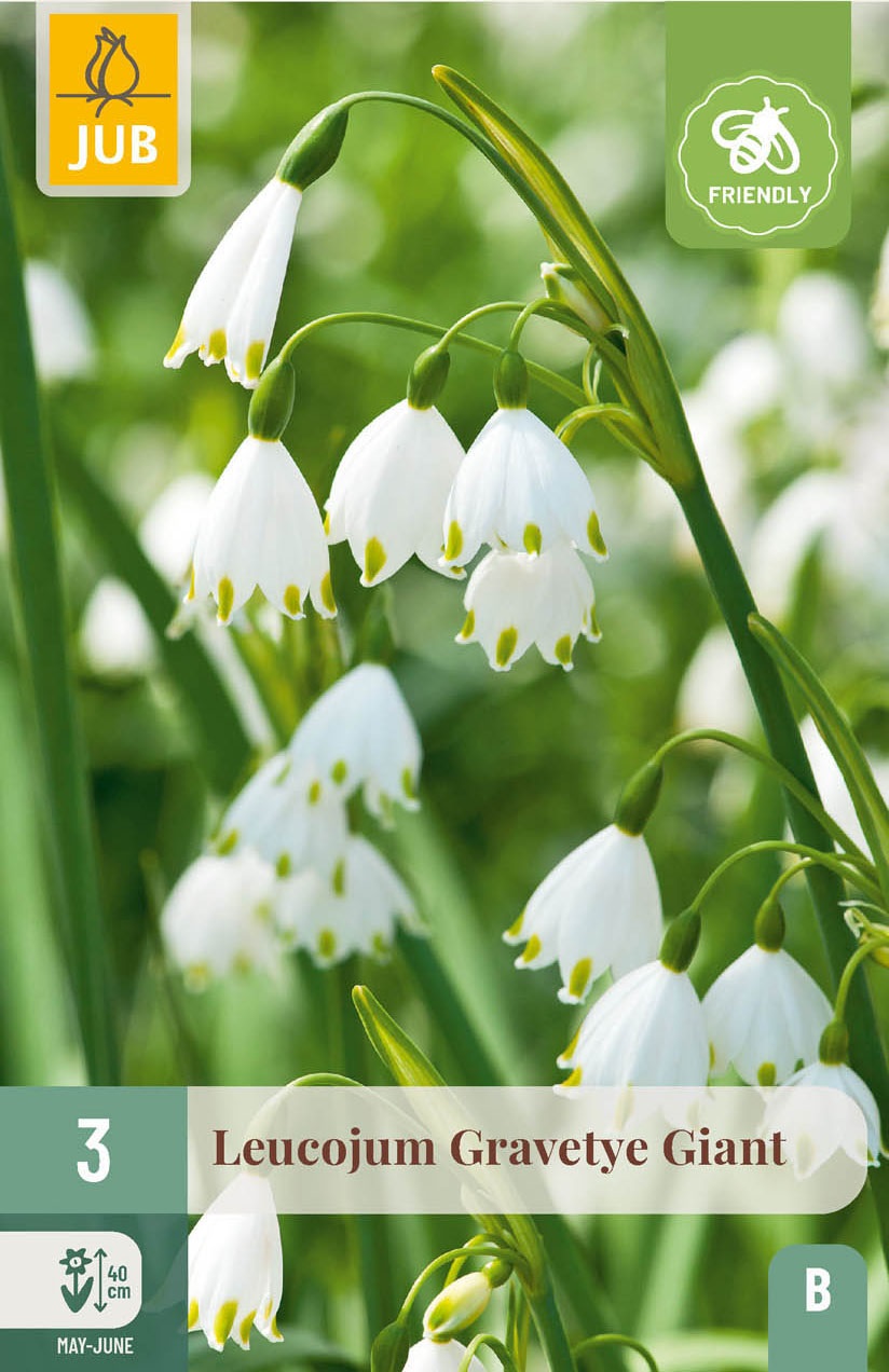Leucojum aestivum Gravetye Giant