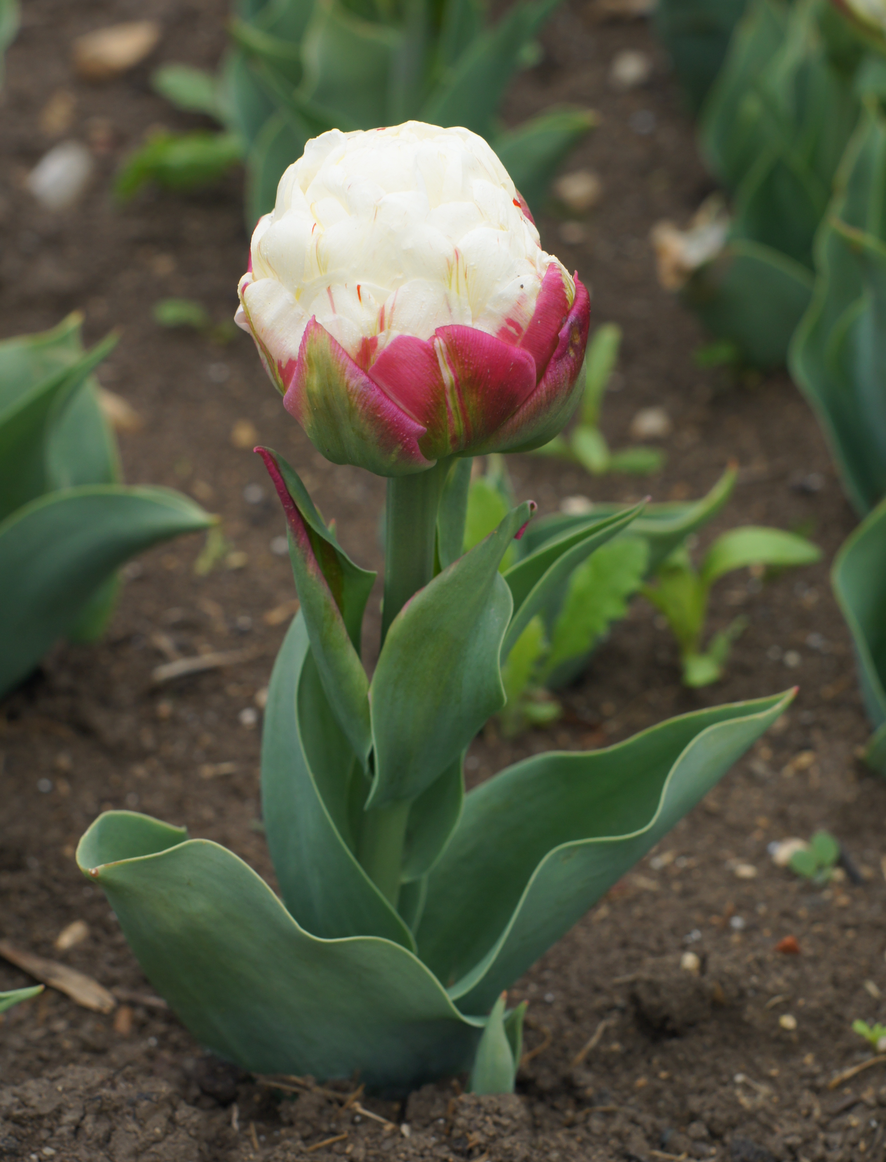 Nahaufnahme einer gefüllten Tulpenblüte mit weißen Innenteilen und rosa gerändertem Außen, umgeben von grünen Blättern und Erde