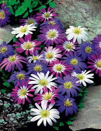 Anemonen blanda Mischung