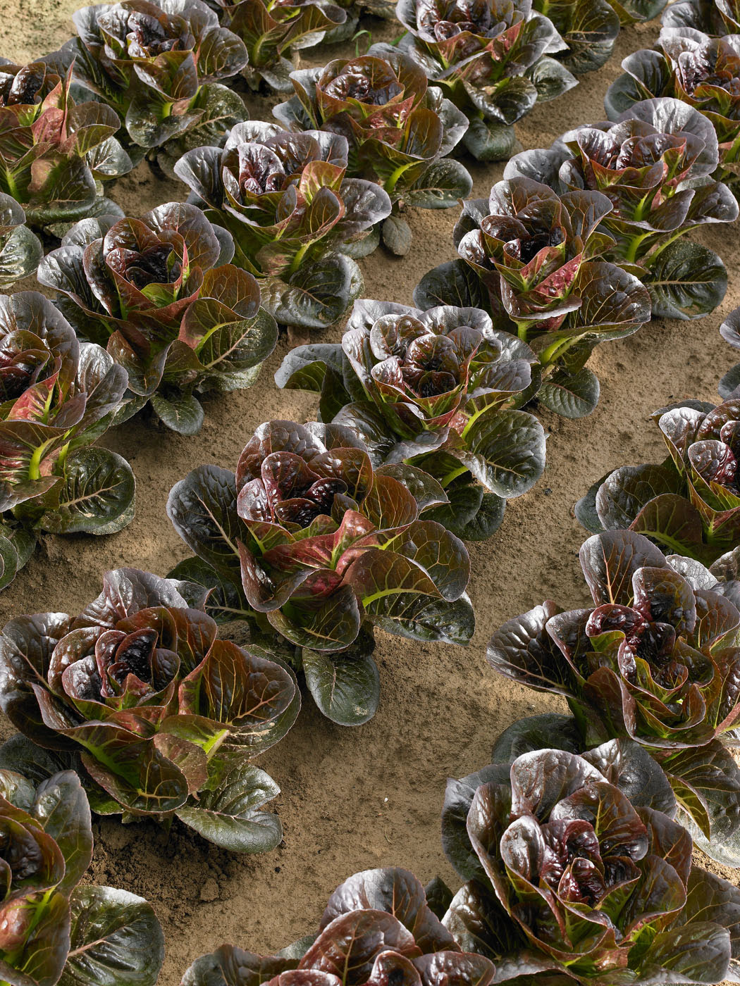 Feldsalat Ovired