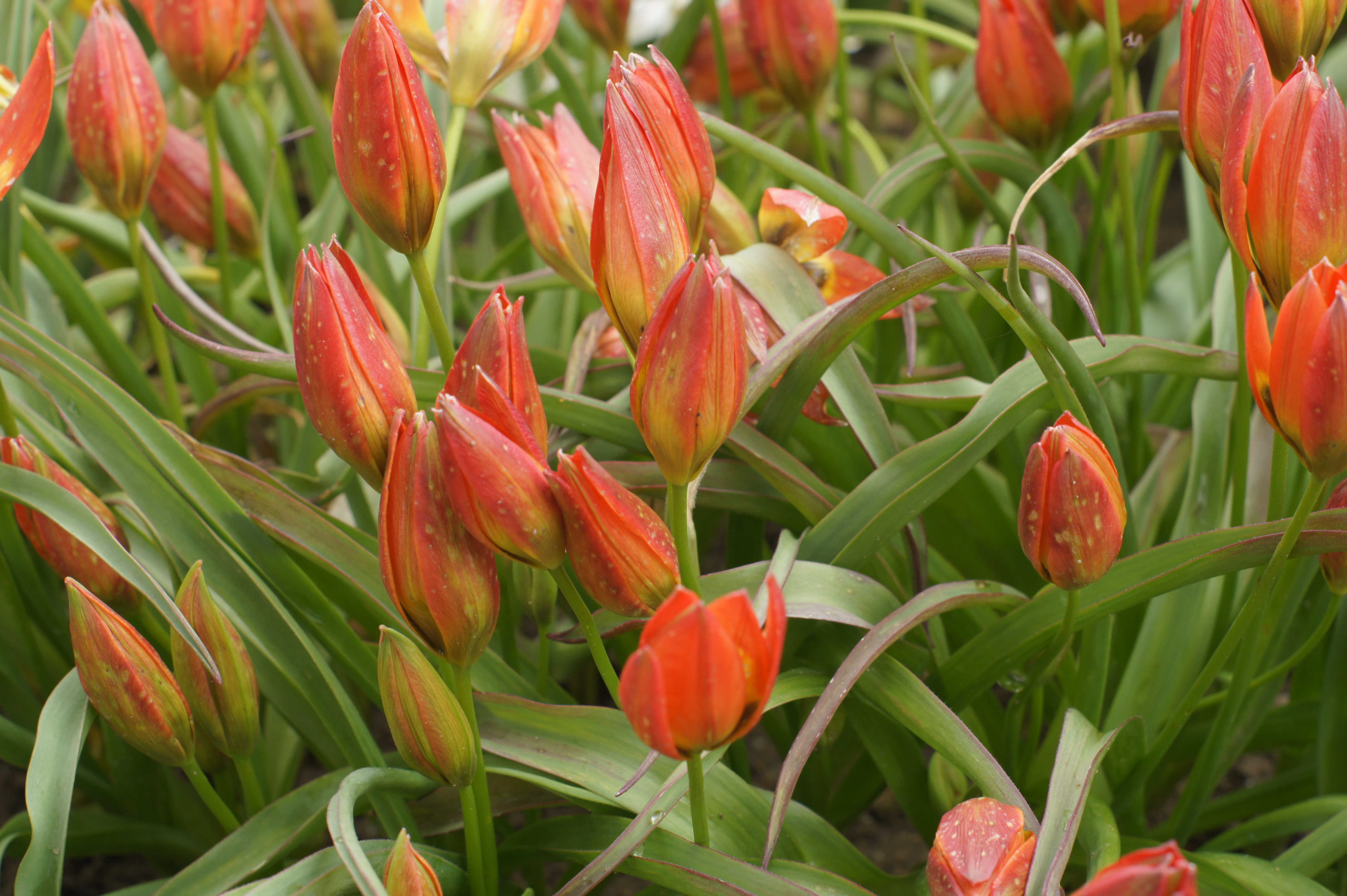 Nahaufnahme von roten Tulpenknospen und grünen Blättern in einem Beet, teilweise noch halb geschlossen