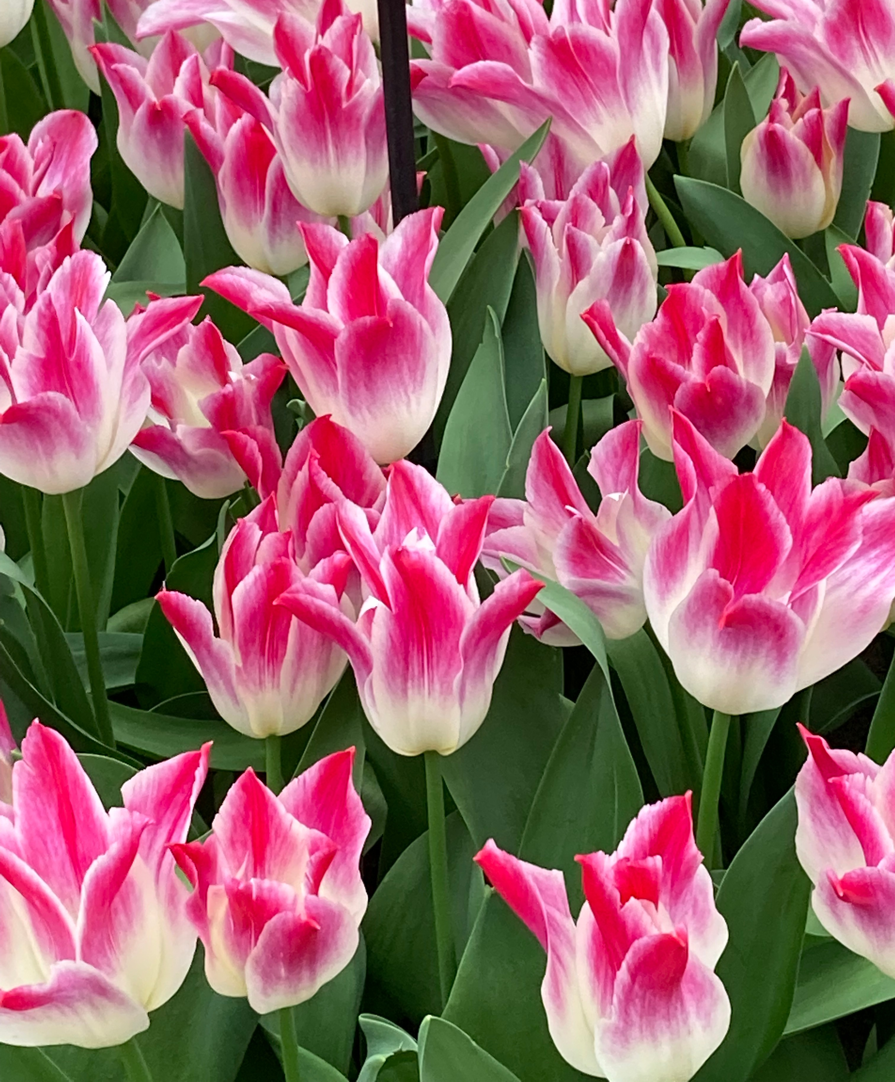 Nahaufnahme eines dichten Beets mit rosa-weißen Tulpen: geöffnete, zweifarbige Blüten mit weißen Kelchbasen und pinken Spitzen, umgeben von grünen Blättern; ideales Motiv für Frühlingsdekoration oder Blumenstrauß.