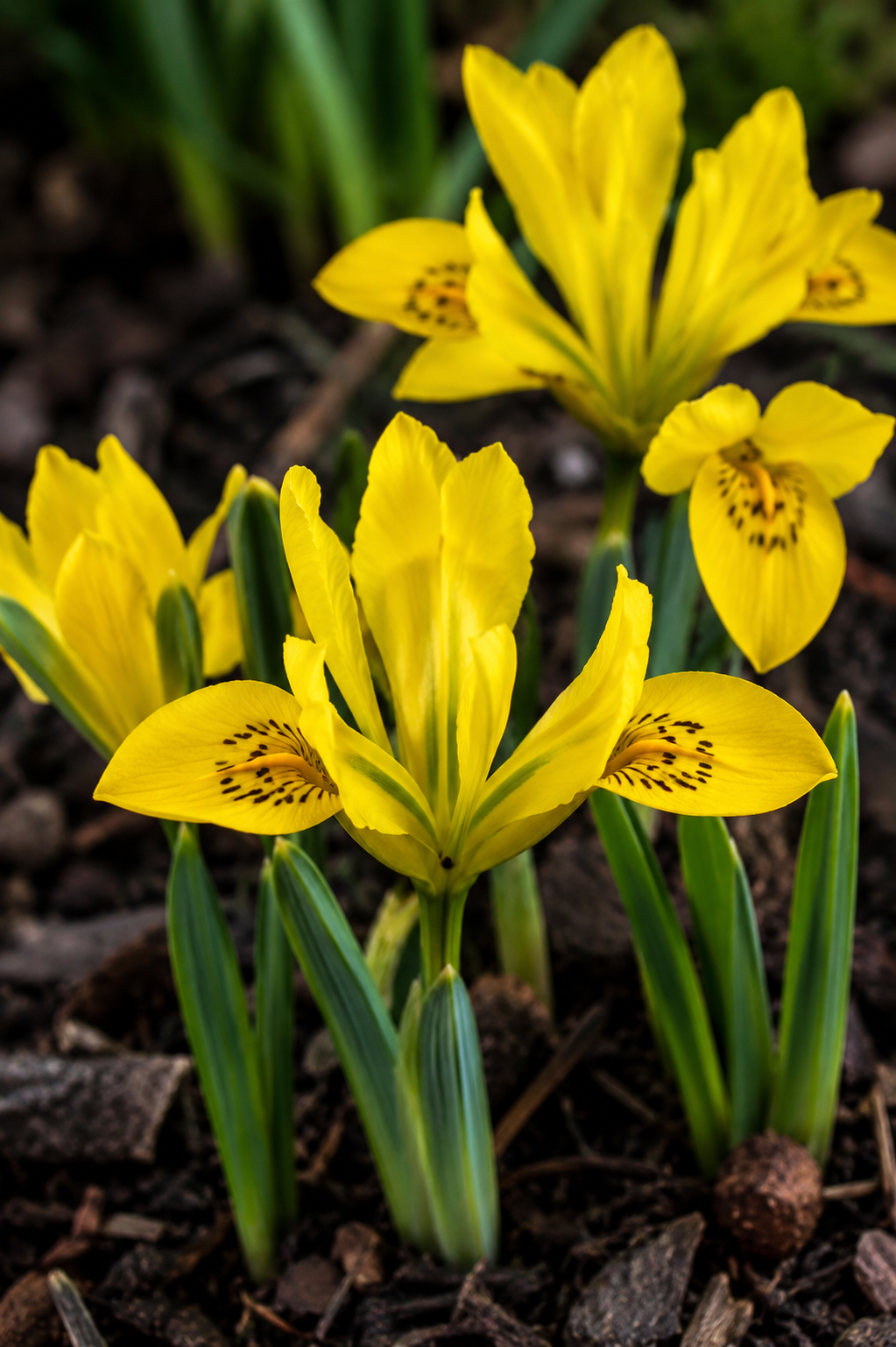 Iris danfordiae