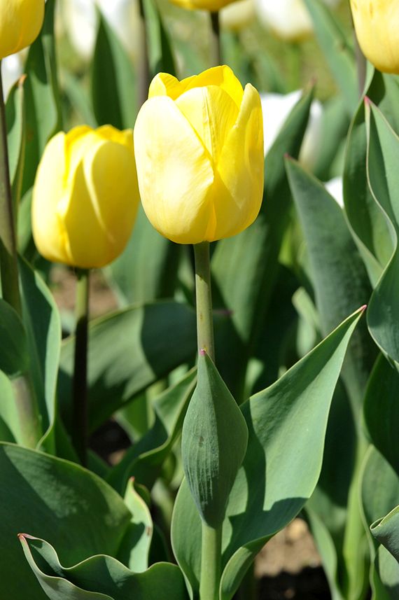 web_224392 Nahaufnahme einer gelben Tulpe im Frühlingsgarten mit grünen Blättern