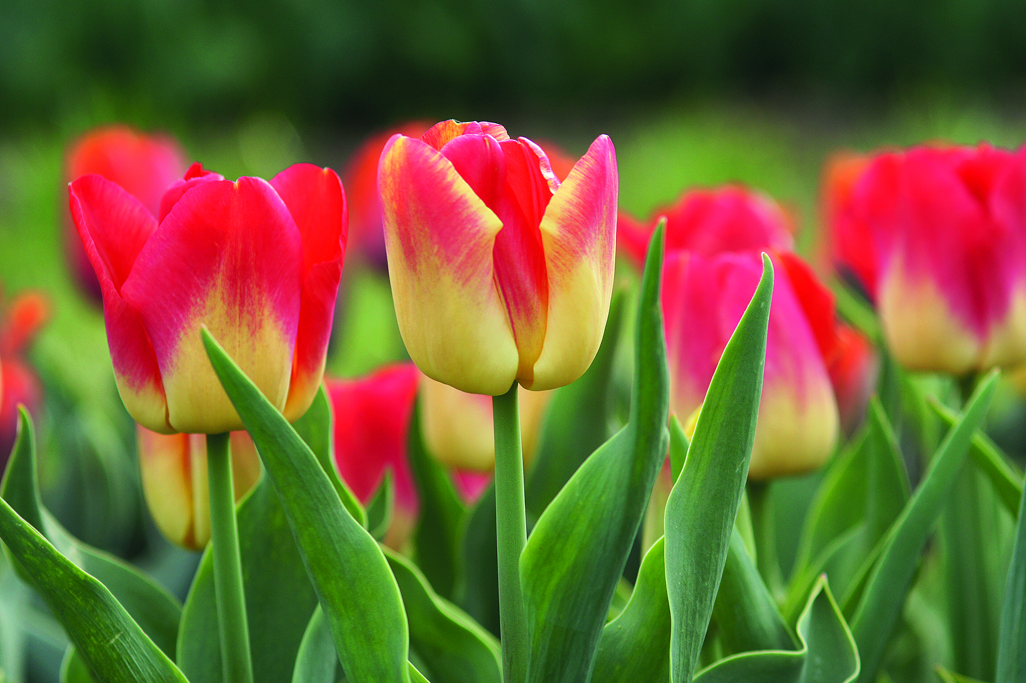 Nahaufnahme mehrerer rot-gelber Tulpen in einem Blumenbeet mit grünen Blättern und unscharfem Hintergrund
