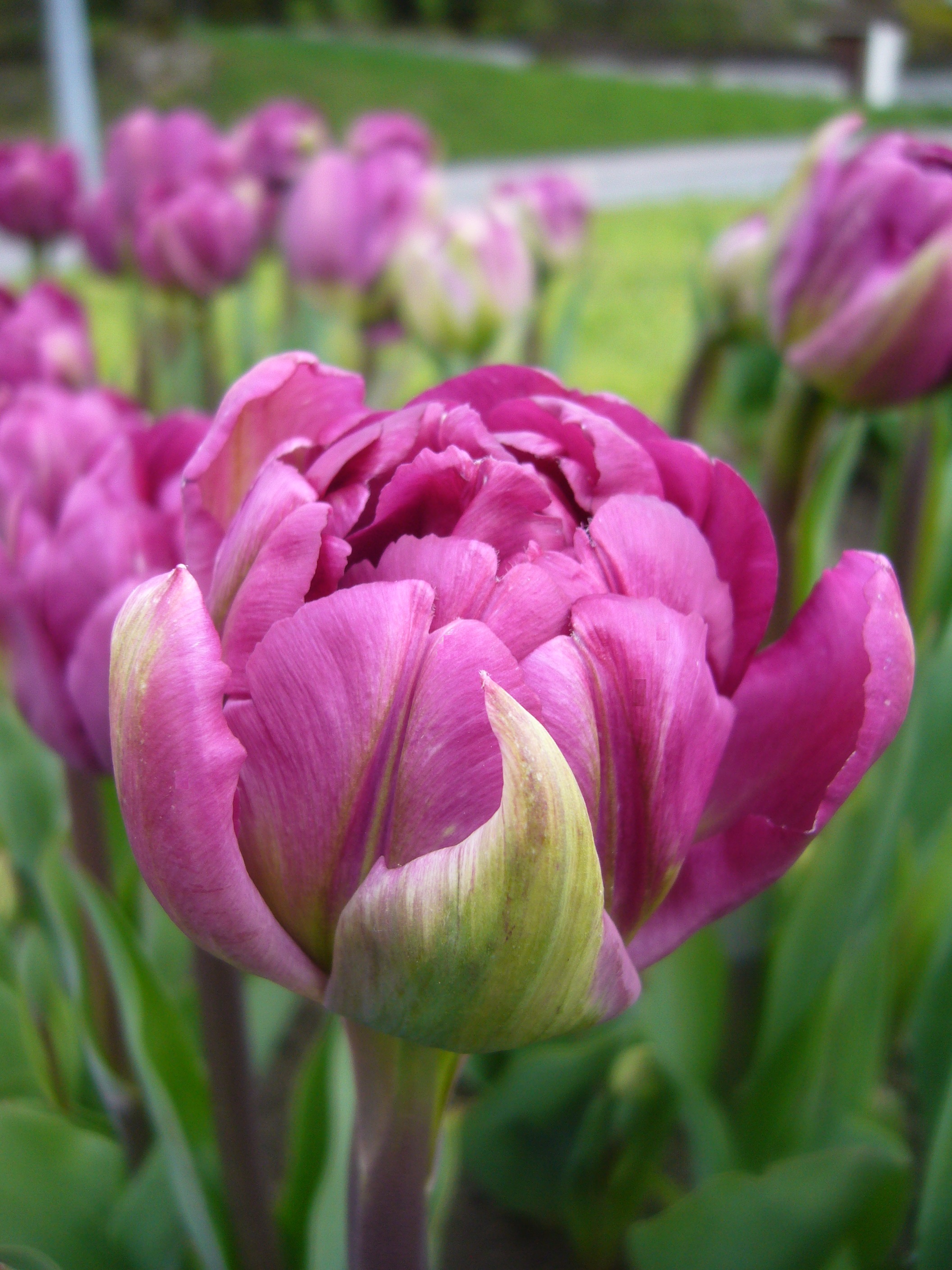 222402_Gef. späte Tulpen Royal Acres Nahaufnahme einer gefüllten violett-pinken Tulpe im Garten, mit grünen Kelchblättern und unscharfem Hintergrund, auf dem weitere Tulpen zu erkennen sind.