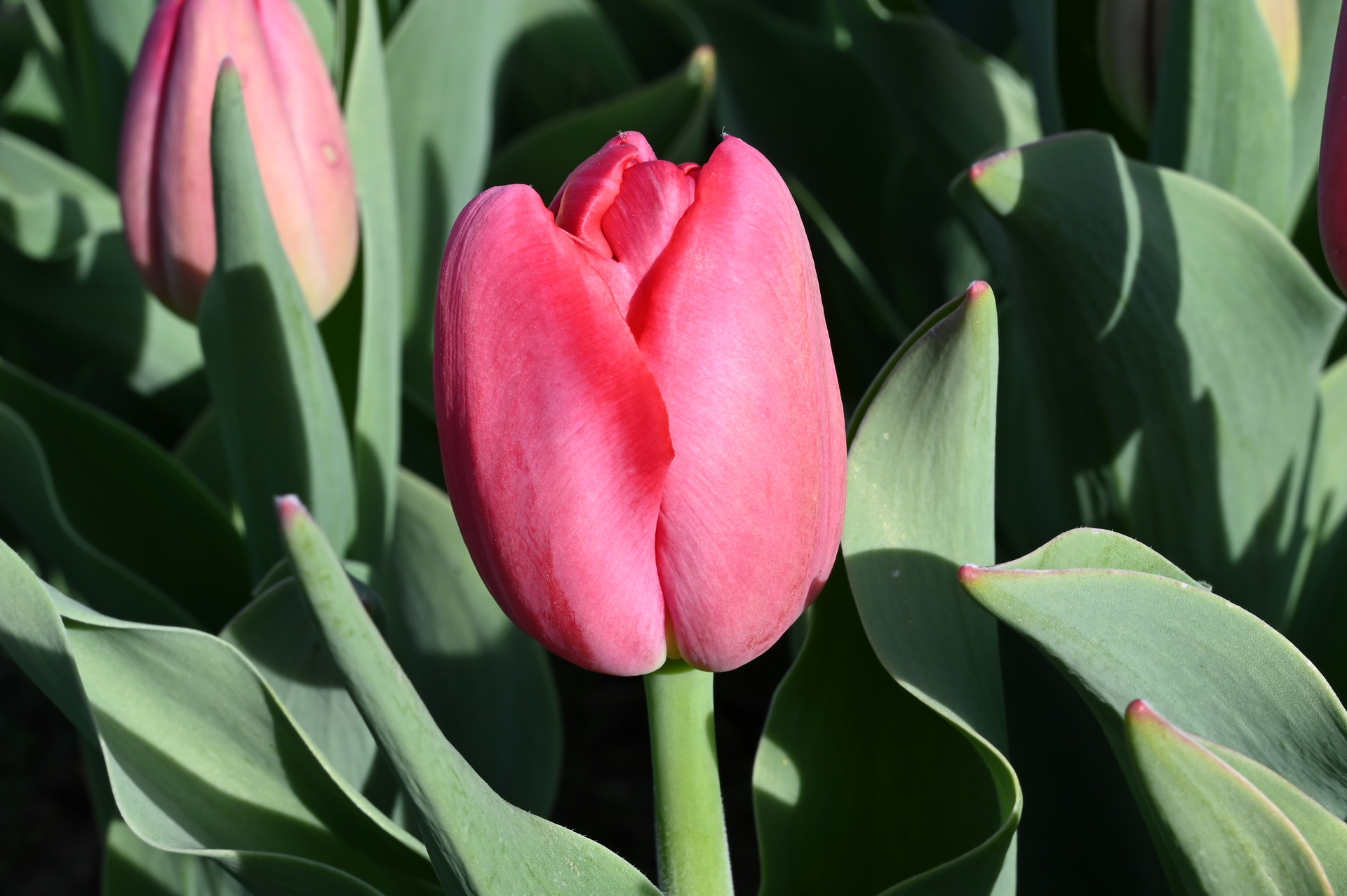 Triumph-Tulpen Proton