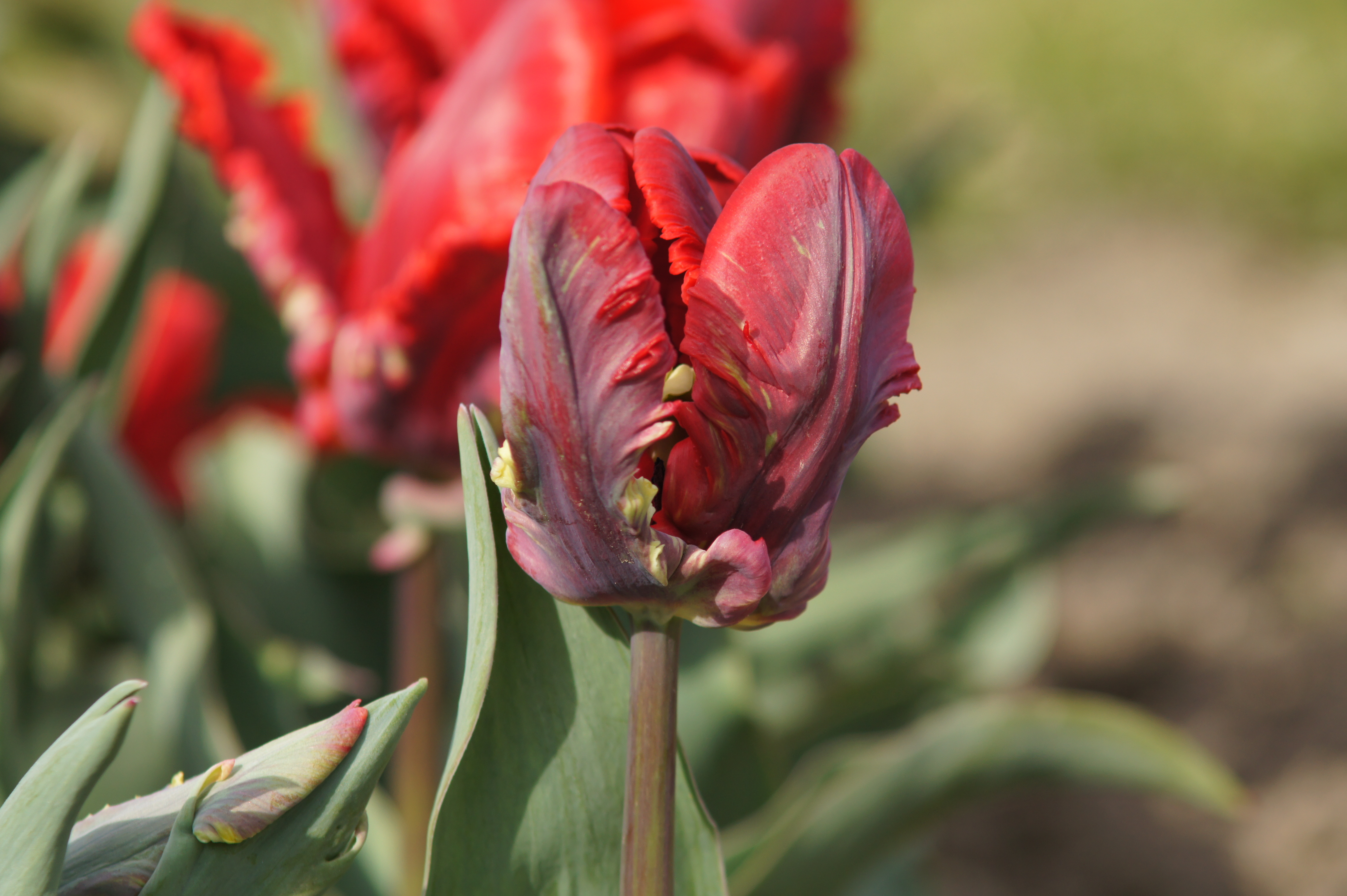 228252_Papagei-Tulpen Rococo Nahaufnahme einer roten Papageien-Tulpe mit gefransten dunkelroten und grünen Blütenblättern, Stängel und Blätter im Hintergrund