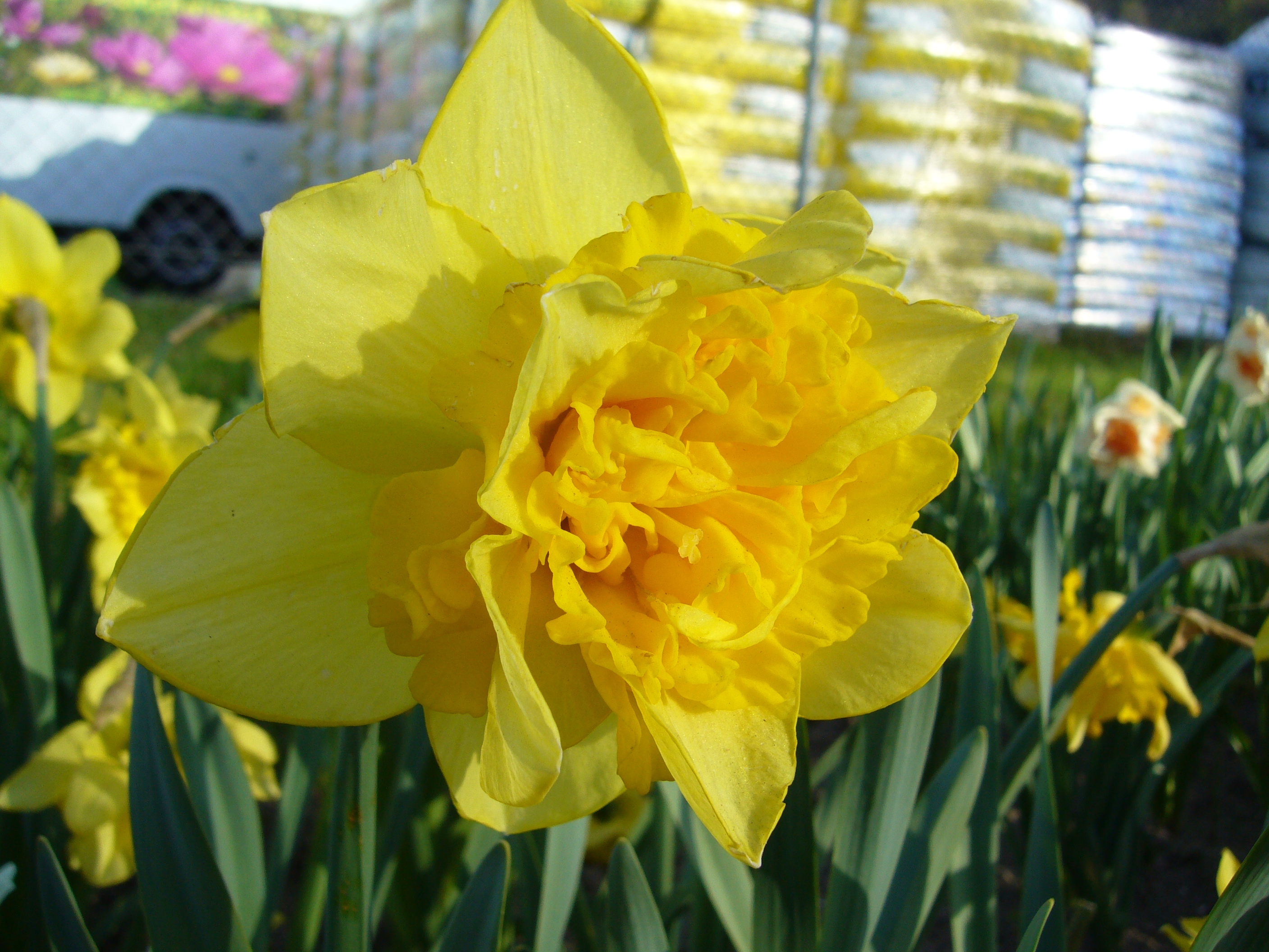 243352_Gefüllte Narzissen Dick Wilden_2 Nahaufnahme einer gefüllten gelben Narzissenblüte mit rüschenartigen Kronblättern, grünem Laub und weiteren Narzissen unscharf im Hintergrund
