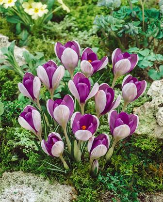 253615_Crocus Yalta Nahaufnahme einer Gruppe violett-weißer Krokusse (Frühlingskrokusse) auf moosigem Boden zwischen Steinen und grünem Pflanzenbewuchs