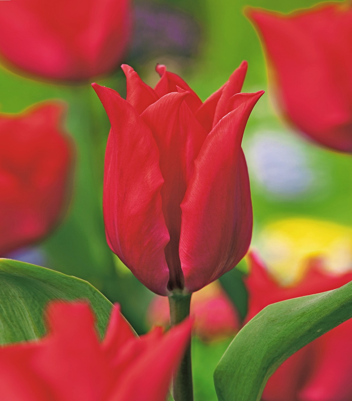 Lilienblütige Tulpen Pretty Woman
