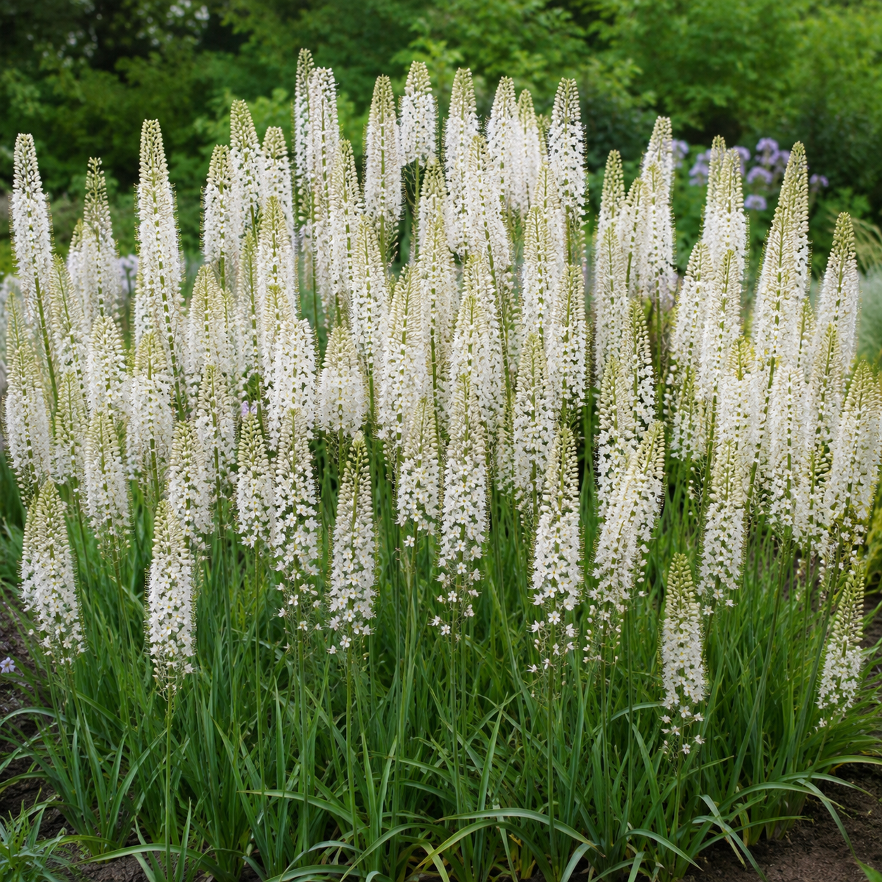 Eremurus himalaicus
