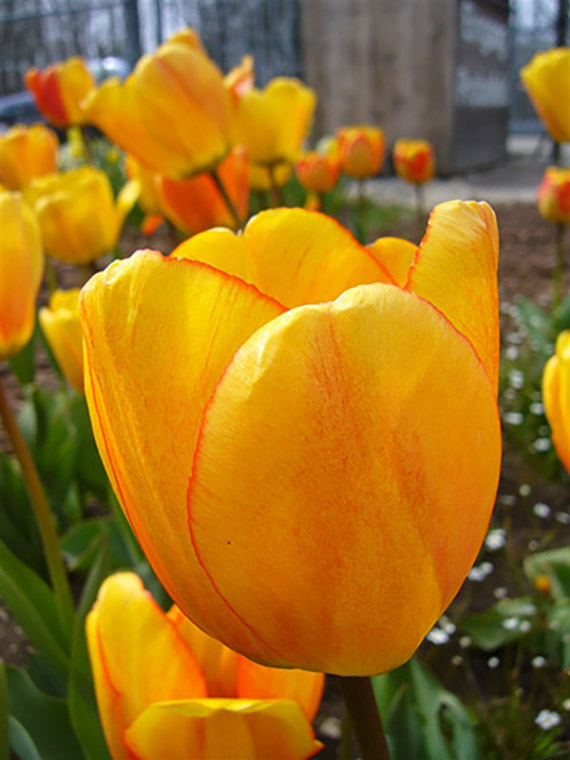224262 Nahaufnahme einer gelb-orangenen Tulpenblüte mit feinem roten Saum an den Blütenblättern, unscharfer Gartenhintergrund