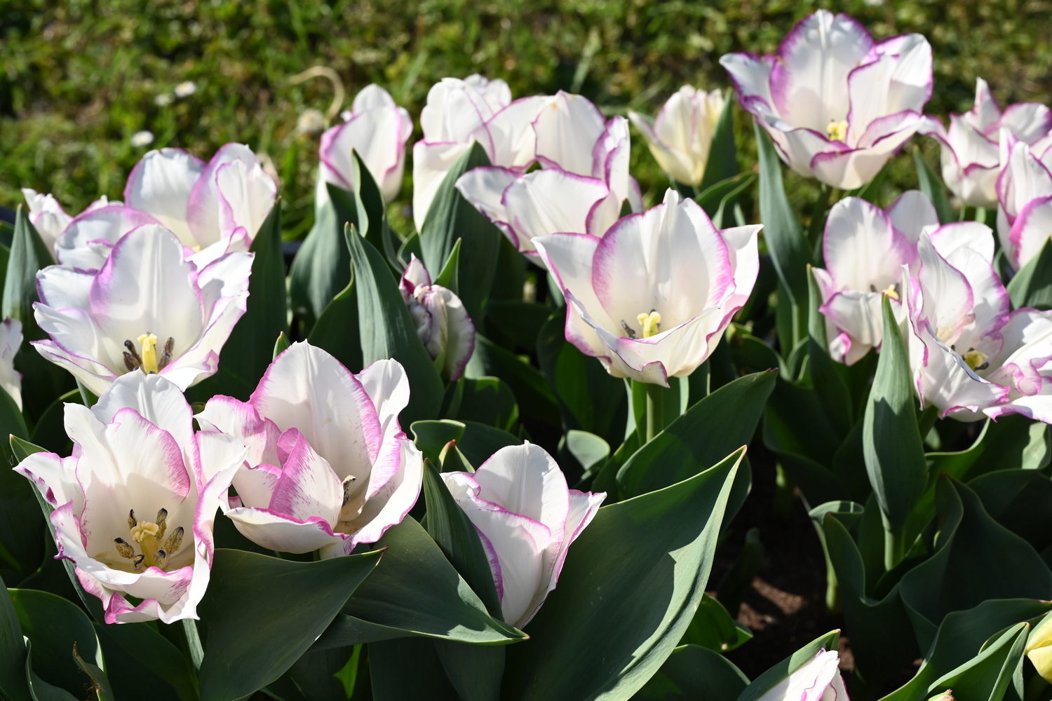 223312_Affaire_2 Nahaufnahme weißer Tulpen mit zart rosa Rand im Beet, grünes Laub und sonnige Frühlingsstimmung