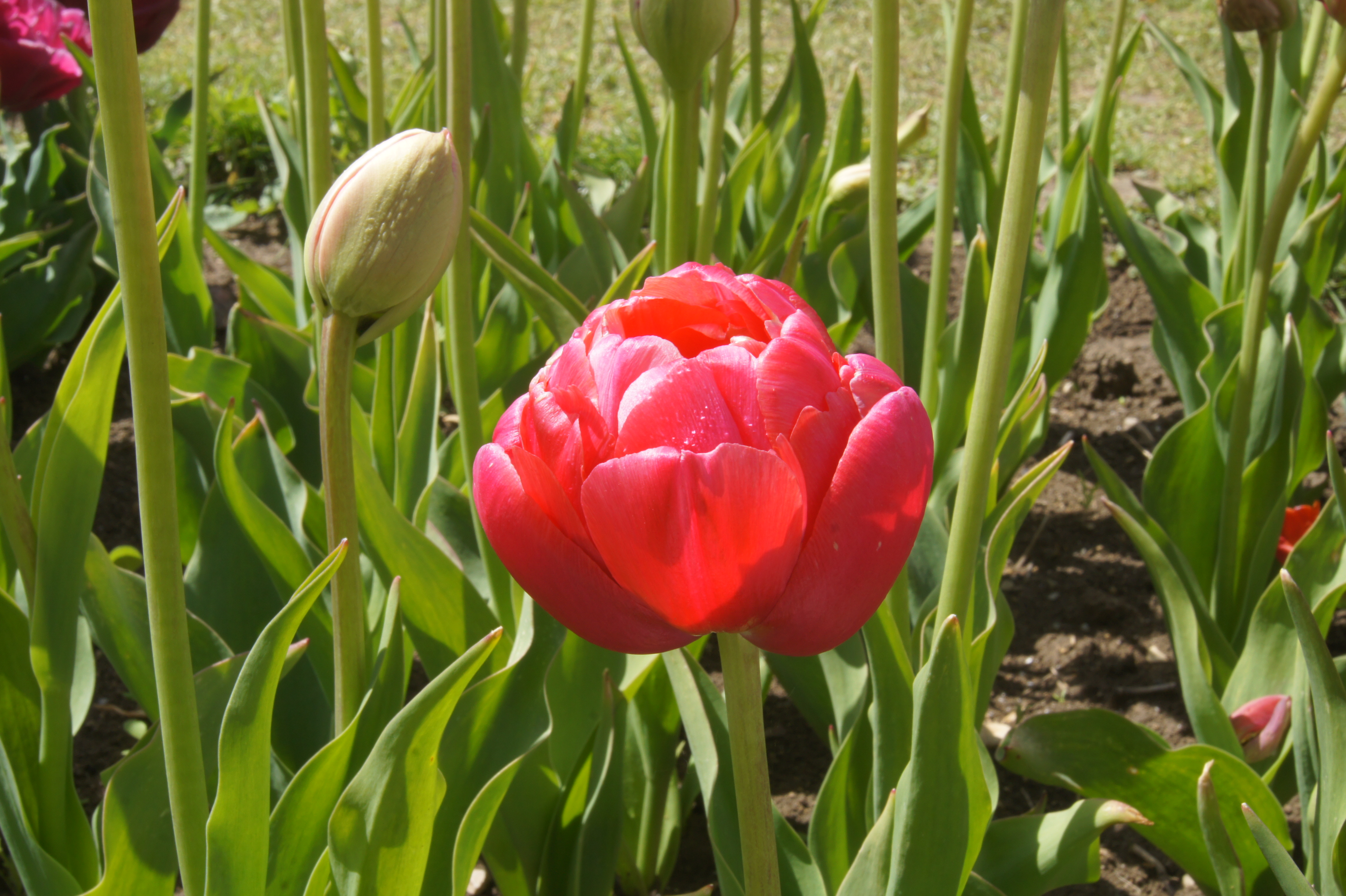 222552_Gef. späte Tulpen Renown Unique Nahaufnahme einer roten, gefüllten Tulpe im Blumenbeet mit grünen Blättern und umliegenden Knospen