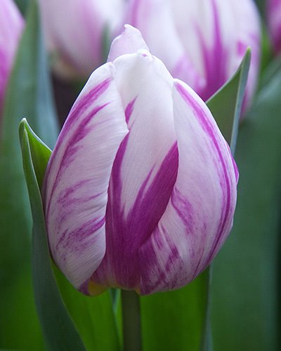 223822_Einf. frühe Tulpen Flaming Prince Nahaufnahme einer weiß-violetten Tulpenblüte mit grünen Blättern im Hintergrund